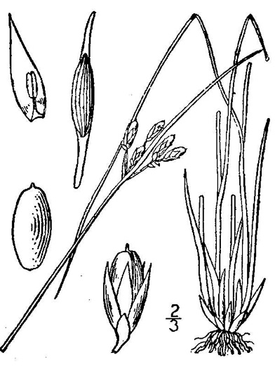 image of Juncus secundus, Lopsided Rush, Secund Rush