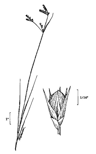 drawing of Juncus secundus, Lopsided Rush, Secund Rush