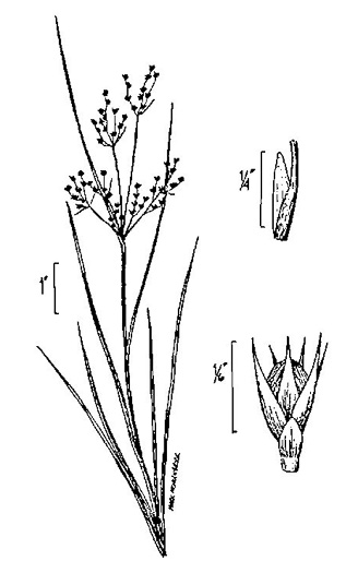 image of Juncus tenuis, Path Rush, Poverty Rush, Slender Rush