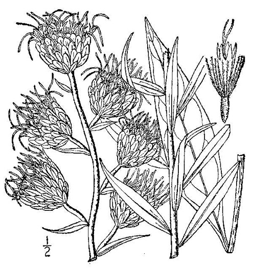 image of Liatris scariosa, Northern Blazing-star