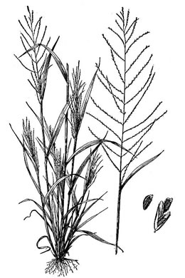 image of Dinebra panicea ssp. brachiata, Red Sprangletop