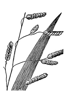 panicle