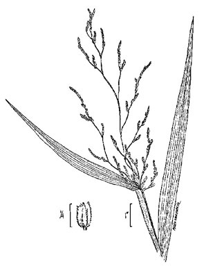 image of Leersia oryzoides, Rice Cutgrass