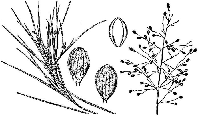 image of Dichanthelium aciculare, Needleleaf Witchgrass, Needleleaf Rosette Grass