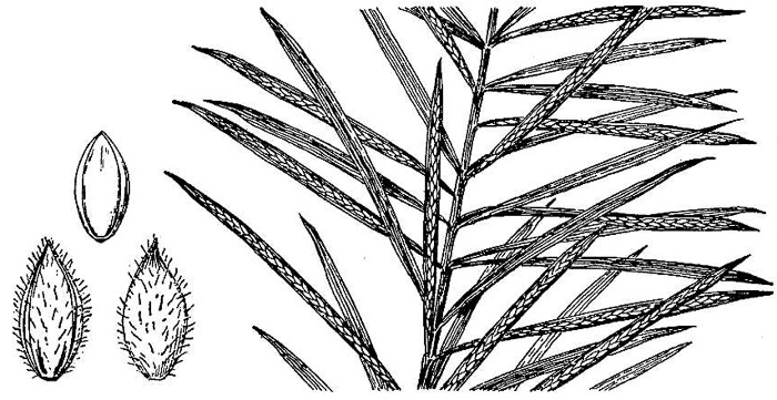 image of Paspalum fluitans, Water Paspalum, Horsetail Crowngrass