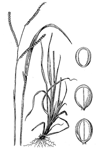 image of Paspalum laeve var. laeve, Field Crowngrass, Field Paspalum