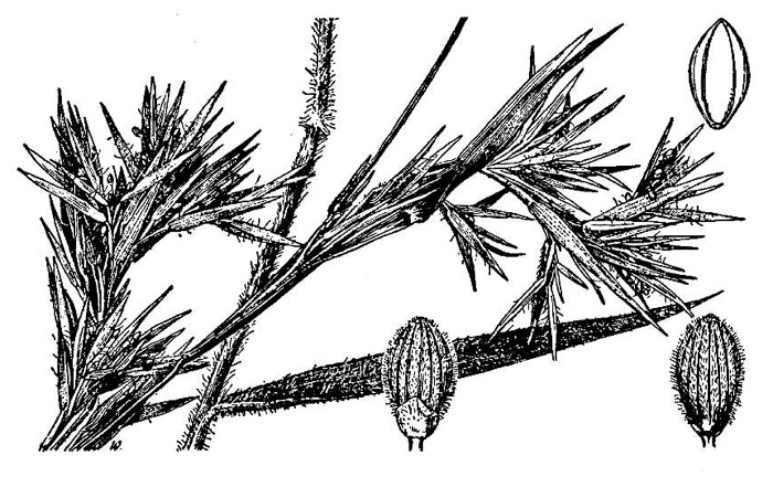 image of Dichanthelium scabriusculum, Tall Swamp Witchgrass