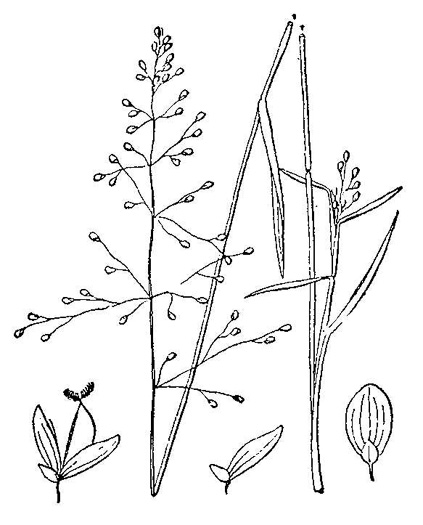 image of Dichanthelium acuminatum var. lindheimeri, Lindheimer's Witchgrass