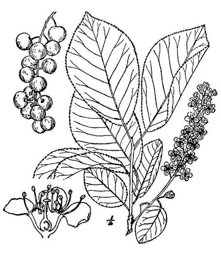 image of Prunus virginiana var. virginiana, Choke Cherry, Common Chokecherry