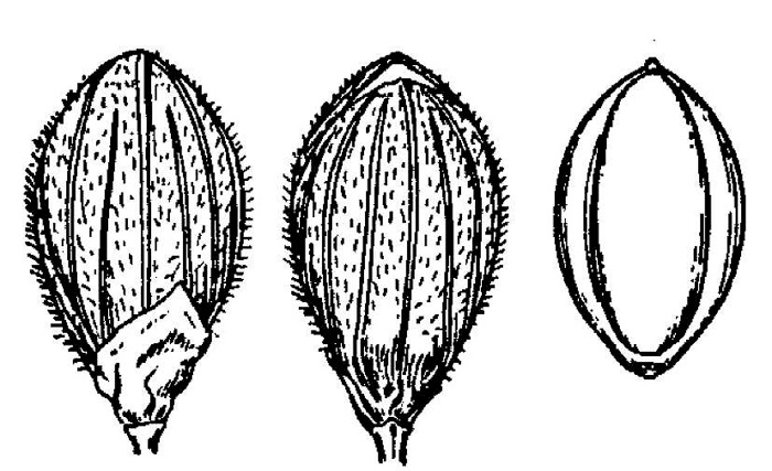 image of Dichanthelium neuranthum, Nerved Witchgrass