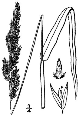 image of Phalaris arundinacea, Reed Canarygrass, Ribbongrass