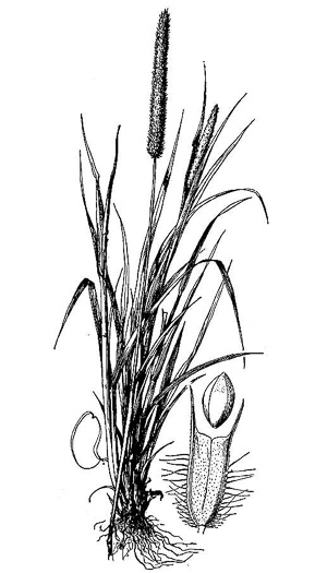 image of Phleum pratense ssp. pratense, Timothy