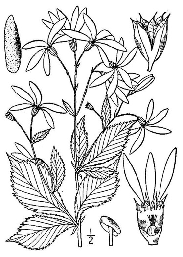 image of Gillenia trifoliata, Bowman's Root, Mountain Indian Physic, Fawn's Breath