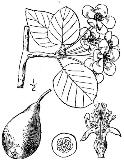 image of Pyrus communis, Common Pear