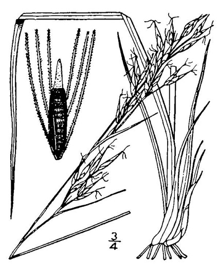 image of Rhynchospora inexpansa, Nodding Beaksedge