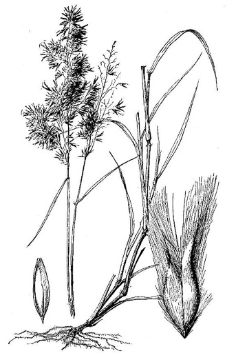 image of Melinis repens ssp. repens, Rose Natalgrass, Creeping Molasses-grass