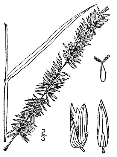 image of Sacciolepis striata, American Cupscale