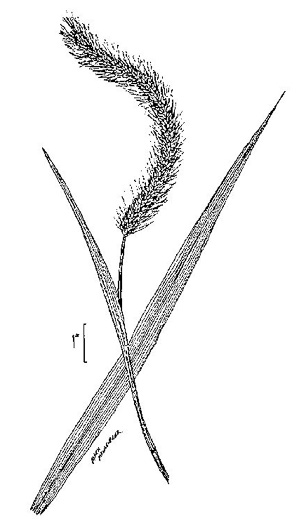 image of Setaria faberi, Nodding Foxtail Grass, Giant Foxtail-grass, Chinese Foxtail