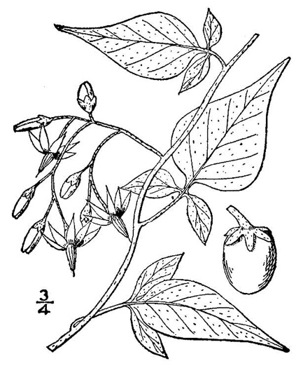 image of Solanum dulcamara, Bittersweet Nightshade, Deadly Nightshade, Climbing Nightshade