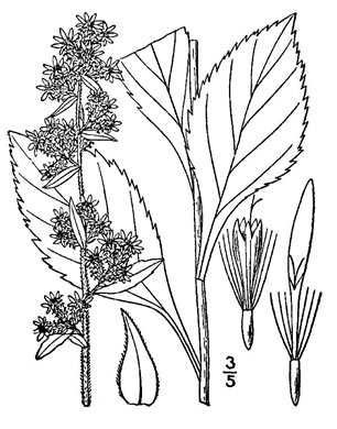 drawing of Solidago squarrosa, Stout Goldenrod, Squarrose Goldenrod, Ragged Goldenrod