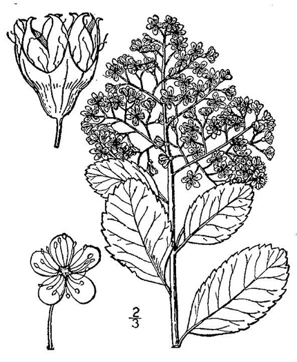 image of Spiraea latifolia, Broadleaf Meadowsweet