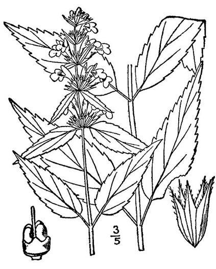 image of Stachys hispida, Hispid Hedgenettle