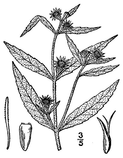 image of Eclipta prostrata, Eclipta, Pie-plant, Yerba-de-tajo, false daisy