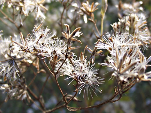 image of Eupatorium hyssopifolium, Hyssopleaf Boneset, Hyssopleaf Thoroughwort, Hyssopleaf Eupatorium