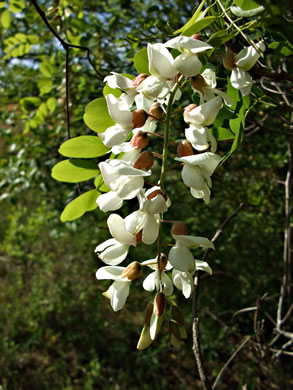 image of Robinia pseudoacacia, Black Locust