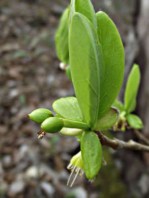 image of Dirca palustris, Eastern Leatherwood, Leatherbark, Wicopee, Rope-bark