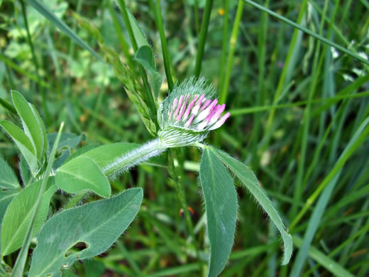 image of Trifolium pratense, Red Clover