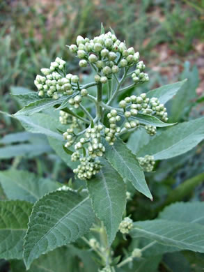 image of Pluchea camphorata, Common Camphorweed, Camphor Pluchea, Marsh Fleabane