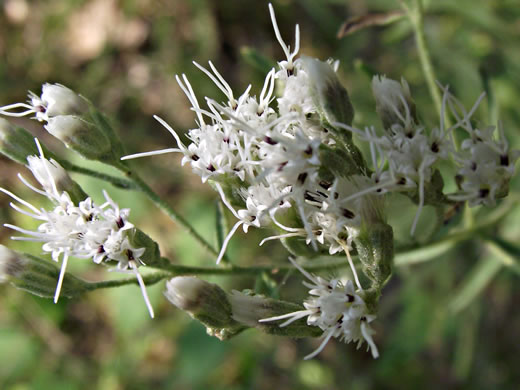 image of Eupatorium hyssopifolium, Hyssopleaf Boneset, Hyssopleaf Thoroughwort, Hyssopleaf Eupatorium