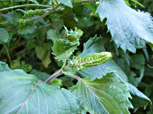 image of Perilla frutescens, Beefsteak-plant, Perilla