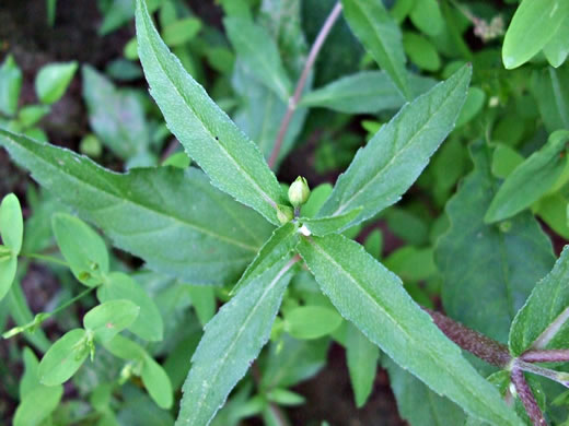 image of Eclipta prostrata, Eclipta, Pie-plant, Yerba-de-tajo, false daisy