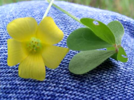 image of Oxalis stricta, Common Yellow Wood-sorrel