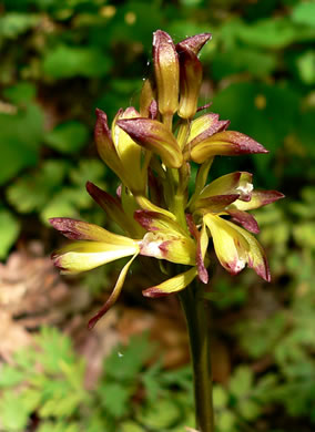 image of Aplectrum hyemale, Puttyroot, Adam-and-Eve