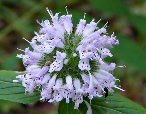 image of Blephilia ciliata, Diabase Woodmint, Horsemint, Downy Woodmint