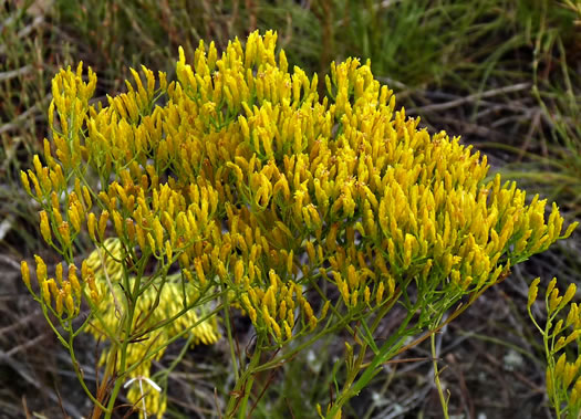 image of Bigelowia nuttallii, Nuttall's Rayless-goldenrod, Glade Rayless-goldenrod, West Gulf Coastal Plain Rayless-goldenrod