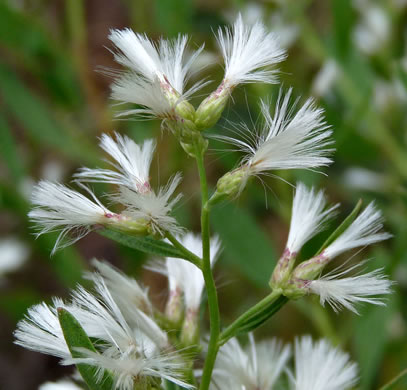 image of Baccharis halimifolia, Silverling, Groundsel-tree, Consumption-weed, Sea-myrtle