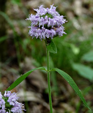 image of Blephilia ciliata, Diabase Woodmint, Horsemint, Downy Woodmint