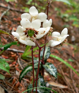 image of Chimaphila maculata, Pipsissewa, Striped Wintergreen, Rat's Bane