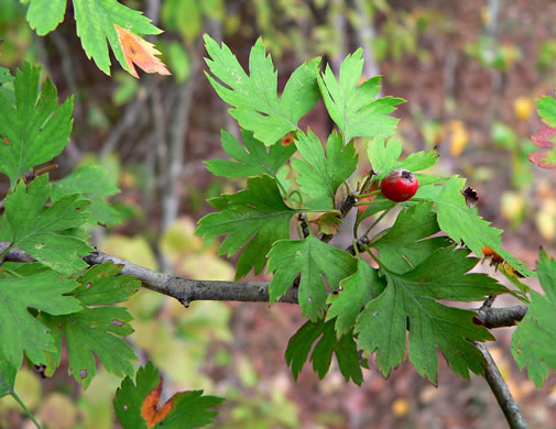 image of Crataegus marshallii, Parsley Hawthorn, Parsley Haw