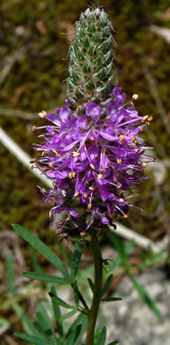 image of Dalea gattingeri, Gattinger's Prairie-clover, Purple-tassels