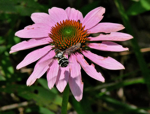 image of Echinacea purpurea, Eastern Purple Coneflower