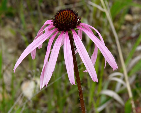 image of Echinacea simulata, Prairie Purple Coneflower, Wavyleaf Purple Coneflower, Glade Coneflower