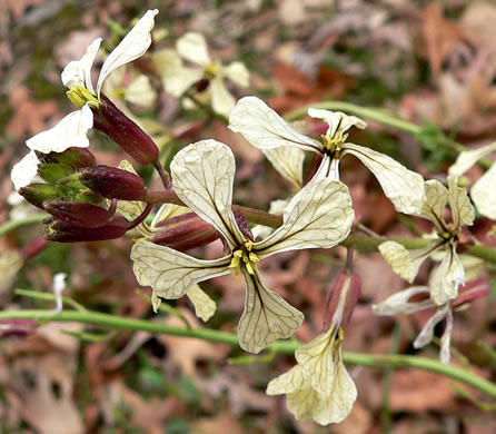 image of Eruca vesicaria ssp. sativa, Arugula, Garden Rocket, Rocket-salad, Salad-rocket