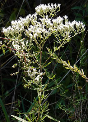 image of Eupatorium torreyanum, Torrey's Thoroughwort, Torrey's Eupatorium