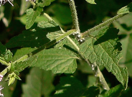 image of Fleischmannia incarnata, Pink Thoroughwort, Pink Eupatorium