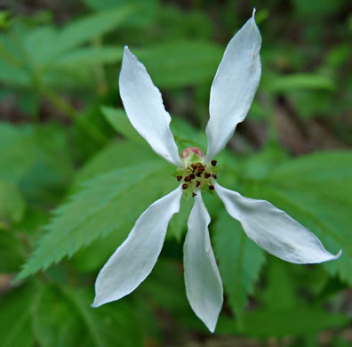 image of Gillenia stipulata, Midwestern Indian-physic, American Ipecac